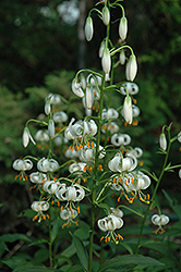 White Martagon Lily (Lilium martagon 'Album') at Stonegate Gardens