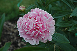 Mrs. Theodore Roosevelt Peony (Paeonia 'Mrs. Theodore Roosevelt') at A Very Successful Garden Center