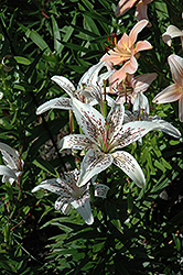 Arrowwood Lily (Lilium 'Arrowwood') at A Very Successful Garden Center