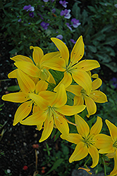 Sun Power Lily (Lilium 'Sun Power') at Stonegate Gardens
