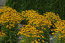 Goldsturm Coneflower (Rudbeckia fulgida 'Goldsturm') at Lakeshore Garden Centres