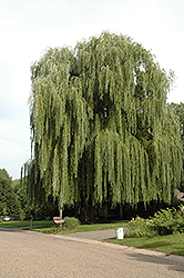 Golden Weeping Willow (Salix alba 'Tristis') at Lakeshore Garden Centres