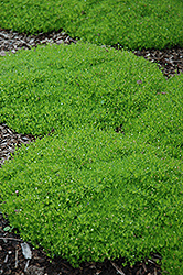 Irish Moss (Sagina subulata) at Lakeshore Garden Centres
