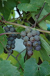Atcan Grape (Vitis 'Atcan') at Stonegate Gardens
