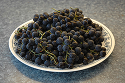 Minnesota 78 Grape (Vitis 'Minnesota 78') at Stonegate Gardens