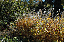 Maiden Grass (Miscanthus sinensis) at A Very Successful Garden Center