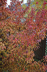Embers Amur Maple (Acer ginnala 'Embers') at Stonegate Gardens
