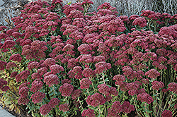 Autumn Fire Stonecrop (Sedum spectabile 'Autumn Fire') at Lakeshore Garden Centres