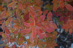 Rainbow Pillar Serviceberry (Amelanchier canadensis 'Glennform') at Stonegate Gardens