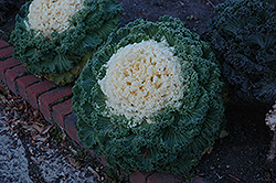 White Kale (Brassica oleracea var. acephala 'White') at Stonegate Gardens