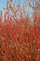 Cardinal Dogwood (Cornus sericea 'Cardinal') at The Mustard Seed