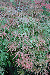Cutleaf Japanese Maple (Acer palmatum 'Asplenifolium') at Stonegate Gardens