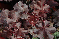 Curly Red Coral Bells (Heuchera 'Curly Red') at Stonegate Gardens