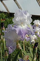 Heartstring Strummer Iris (Iris 'Heartstring Strummer') at Stonegate Gardens