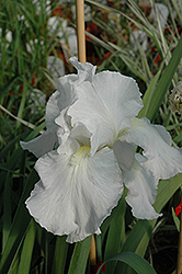 Immortality Iris (Iris 'Immortality') at Lakeshore Garden Centres