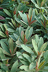 Helena's Blush Spurge (Euphorbia 'Inneuphhel') at Stonegate Gardens