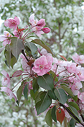 Selkirk Flowering Crab (Malus 'Selkirk') at A Very Successful Garden Center