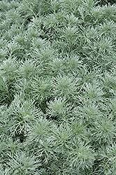 Silver Mound Artemisia (Artemisia schmidtiana 'Silver Mound') at Lakeshore Garden Centres