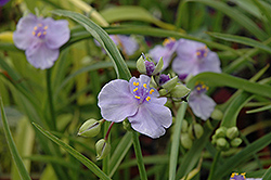 Little Doll Spiderwort (Tradescantia x andersoniana 'Little Doll') at Stonegate Gardens