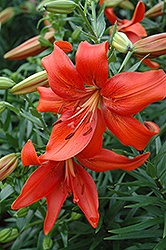 Red Tiger Lily (Lilium lancifolium 'Rubrum') at Stonegate Gardens