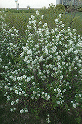 Northline Saskatoon (Amelanchier alnifolia 'Northline') at Stonegate Gardens