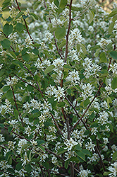 Pembina Saskatoon (Amelanchier alnifolia 'Pembina') at Lakeshore Garden Centres