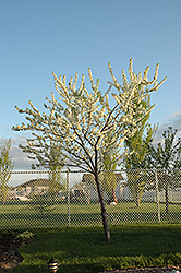 Grenville Plum (Prunus 'Grenville') at Stonegate Gardens