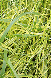 Variegated Palm Sedge (Carex muskingumensis 'Oehme') at Stonegate Gardens
