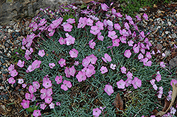 Rose Dawn Pinks (Dianthus gratianopolitanus 'Rose Dawn') at Stonegate Gardens