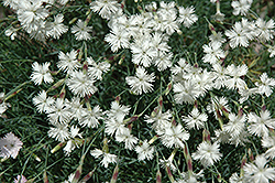 Snow Flurries Pinks (Dianthus arenarius 'Snow Flurries') at Stonegate Gardens