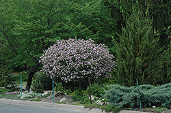Dwarf Korean Lilac (tree form) (Syringa meyeri 'Palibin (tree form)') at Stonegate Gardens