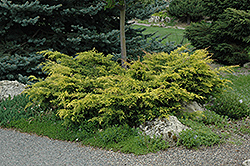 Old Gold Juniper (Juniperus x media 'Old Gold') at Stonegate Gardens