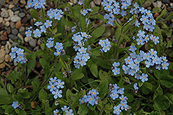 Forget-Me-Not (Myosotis sylvatica) at The Mustard Seed
