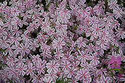 Candy Stripe Moss Phlox (Phlox subulata 'Candy Stripe') at Lakeshore Garden Centres
