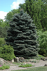 Fat Albert Blue Spruce (Picea pungens 'Fat Albert') at Stonegate Gardens