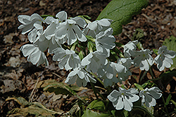 Snowflakes Primrose (Primula 'Snowflakes') at Stonegate Gardens