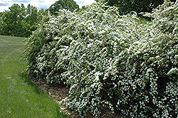 Vanhoutte Spirea (Spiraea x vanhouttei) at Lakeshore Garden Centres