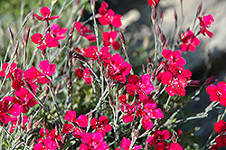 Brilliant Maiden Pinks (Dianthus deltoides 'Brilliant') at A Very Successful Garden Center