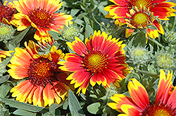 Arizona Sun Blanket Flower (Gaillardia x grandiflora 'Arizona Sun') at Lakeshore Garden Centres