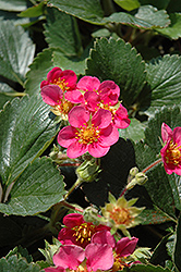 Shades Of Pink Strawberry (Fragaria 'Shades Of Pink') at Stonegate Gardens