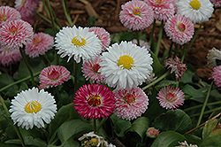 Bright Carpet Mix English Daisy (Bellis perennis 'Bright Carpet Mix') at A Very Successful Garden Center