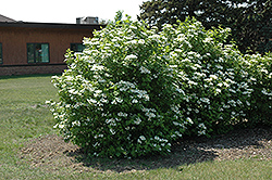 Highbush Cranberry (Viburnum trilobum) at Lakeshore Garden Centres