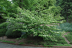 Pagoda Dogwood (Cornus alternifolia) at The Mustard Seed