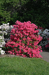 Rosy Lights Azalea (Rhododendron 'Rosy Lights') at Lakeshore Garden Centres