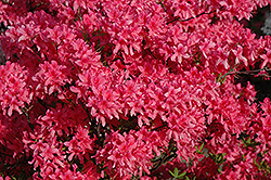 Rosy Lights Azalea (Rhododendron 'Rosy Lights') at Lakeshore Garden Centres