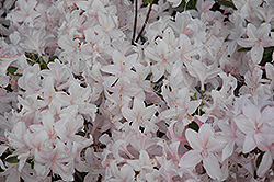 White Lights Azalea (Rhododendron 'White Lights') at Lakeshore Garden Centres