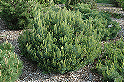 Beauvronensis Scotch Pine (Pinus sylvestris 'Beauvronensis') at Stonegate Gardens