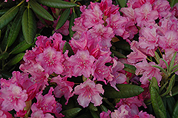 Hellikki Rhododendron (Rhododendron 'Hellikki') at Lakeshore Garden Centres
