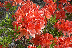 Mollis Azalea (Rhododendron x kosteranum) at Stonegate Gardens