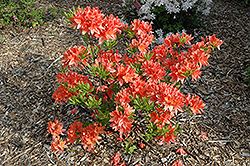 Mollis Azalea (Rhododendron x kosteranum) at Stonegate Gardens
